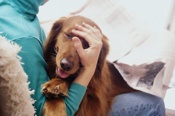 Araştırma kapsamında 28 köpek ve sahibi laboratuvarda incelemeye alınarak saklambaç oynamaları sağlandı.