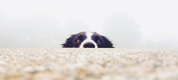 Deney sırasında köpeğin koku kabiliyetini kullanarak sahiplerini bulmasını engelleyebilmek için deneyin son iki turunda, sahiplerin ses kayıtları yabancıların saklandığı yerden çalındı.