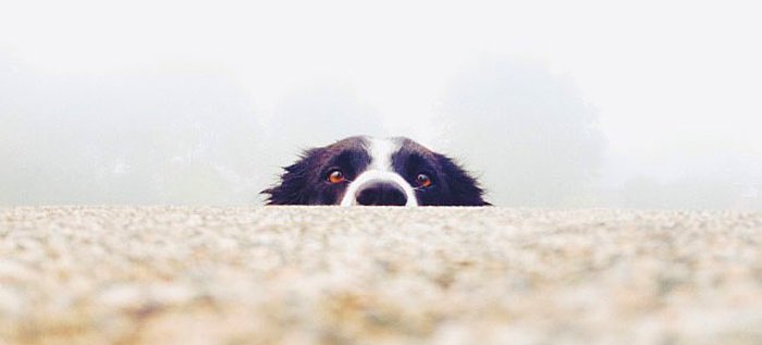 Köpeklerin Sahiplerini Yalnızca Sesini Duyarak da Tanıyabildiği Ortaya Çıktı!