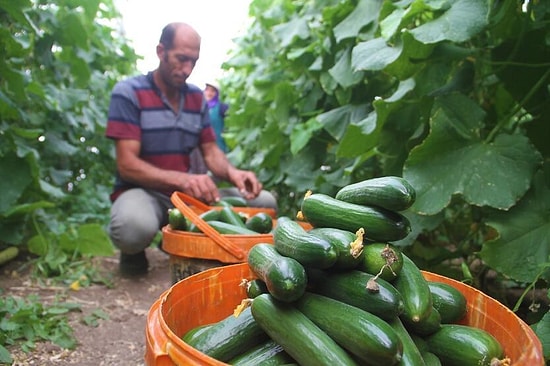 Bahçeden Hale Gidene Kadar Yolda Salatalık 2 Liradan 30 Liraya Nasıl Çıkıyor?