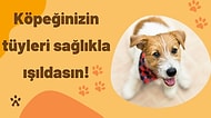 Köpeklerin Tüy ve Deri Sağlığı İçin En İyi Şampuanlar