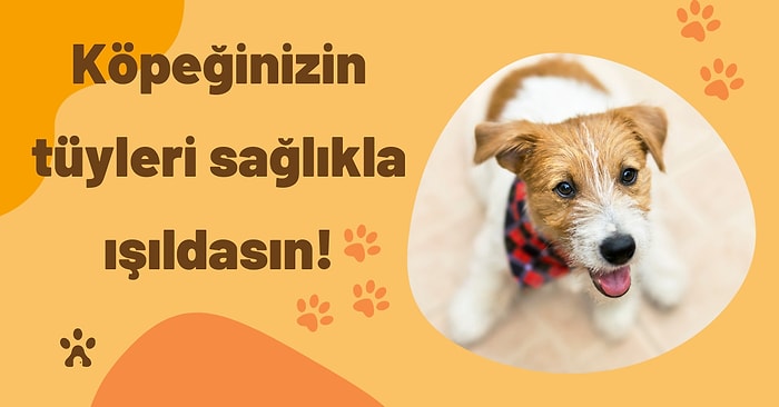 Köpeklerin Tüy ve Deri Sağlığı İçin En İyi Şampuanlar