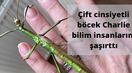 Bilim İnsanlarından İlginç Keşif! Böcek Charlie'nin Hermafrodit Olduğu Öğrenildi
