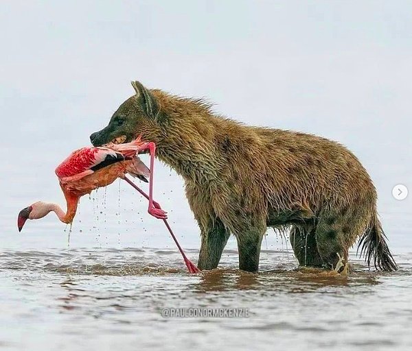 2. Kenya'da bulunan Nakuru Gölü, bundan yaklaşık 8 yıl kadar önce bir milyon kadar flamingoya ev sahipliği yapıyordu.