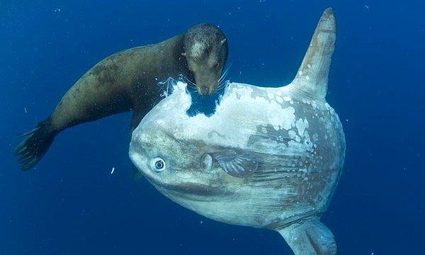 7. Bir pervane balığını yemeye çalışan fok balığı: