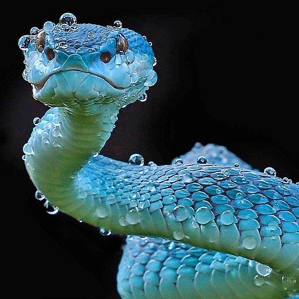 8. Türüne az rastlanan mavi bir Malezya çıngıraklı yılanı: