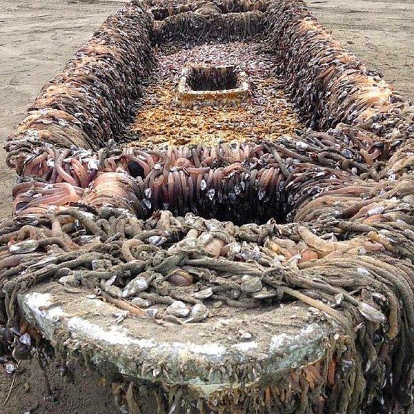 9. Kıyıya vuran bir teknenin tüm yüzeyini kaplan kaya midyeleri: