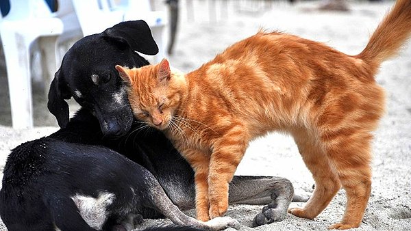 Sokak hayvanlarına bir kap mama, bir kap su vererek frekansınızı yükseltebilir.