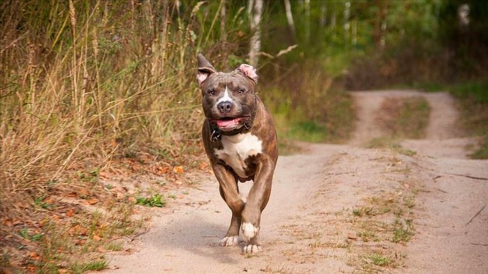 Mahkemeden Karar: Pitbull Cinsi Köpek 'Silah' Sayıldı, Sahibi Tutuklandı