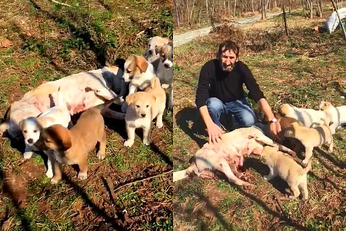 Ordu'da Anne Köpeği Tüfekle Vurdular: 7 Yavrusu Başında Bekledi