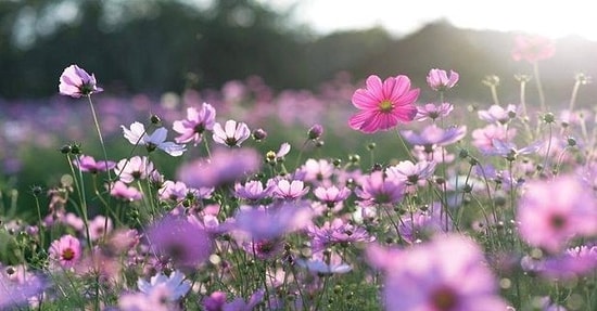 İlk Cemre Düştü mü? İlk Cemre Ne Zaman Düşecek? 20 Şubat İlk Cemre Nereye Düştü?