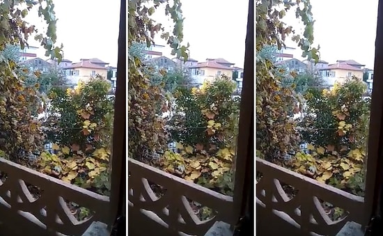 İçine Grup Vitamin Kaçmış Olabilir: Bir Horozun 'İsmail' Diye Bağırdığı İddia Edildi