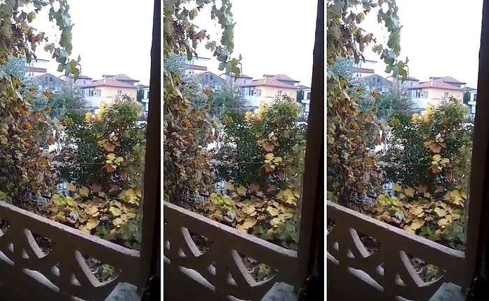 İçine Grup Vitamin Kaçmış Olabilir: Bir Horozun 'İsmail' Diye Bağırdığı İddia Edildi