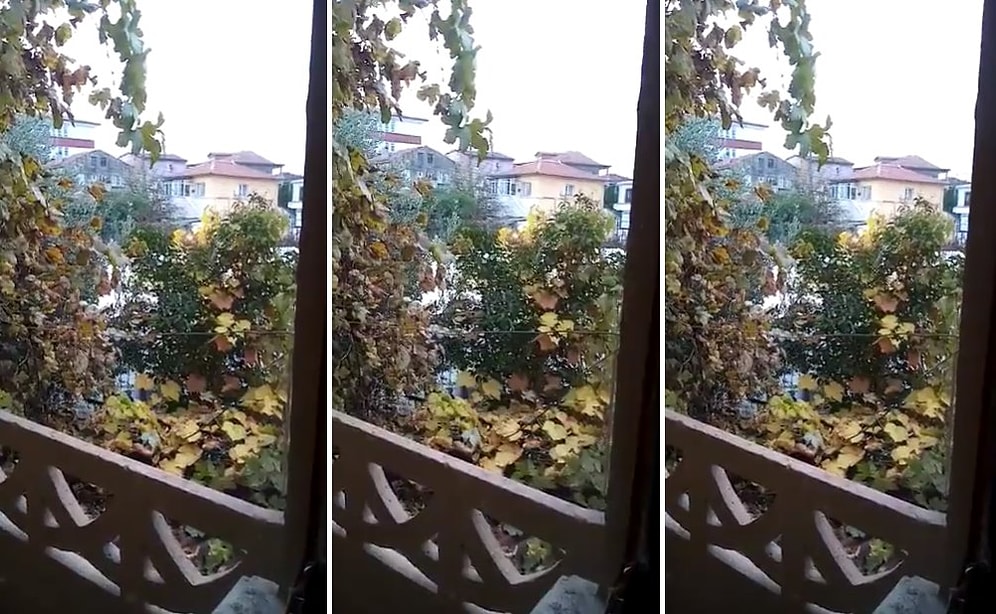 İçine Grup Vitamin Kaçmış Olabilir: Bir Horozun 'İsmail' Diye Bağırdığı İddia Edildi