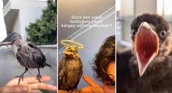 Yolda Bulduğu Yavru Kargayı Eğitip Evcilleştiren Genç