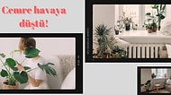 Hazır Bahar Geliyorken Evinizin de Havasını Değiştirmek İçin Kullanabileceğiniz Saksılıklar