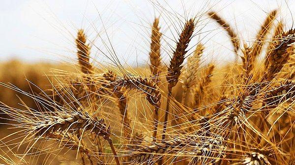 Dünyanın en büyük buğday ihracatçısı Rusya!