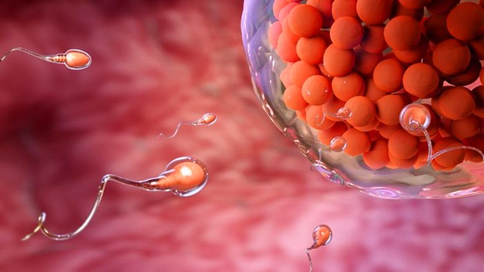 Sperm Nasıl Oluşur? Sperm Kalitesi Nasıl Anlaşılır?