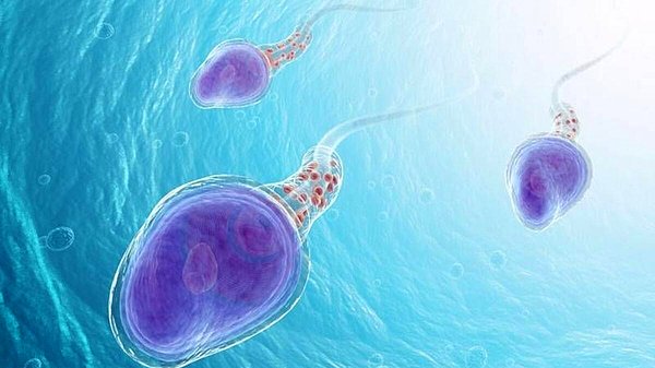 Sperm Nasıl Oluşur?
