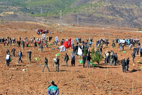 Mersin’de Yanan 9 Bin Hektar Ormana 35 Bin Fidan Dikildi