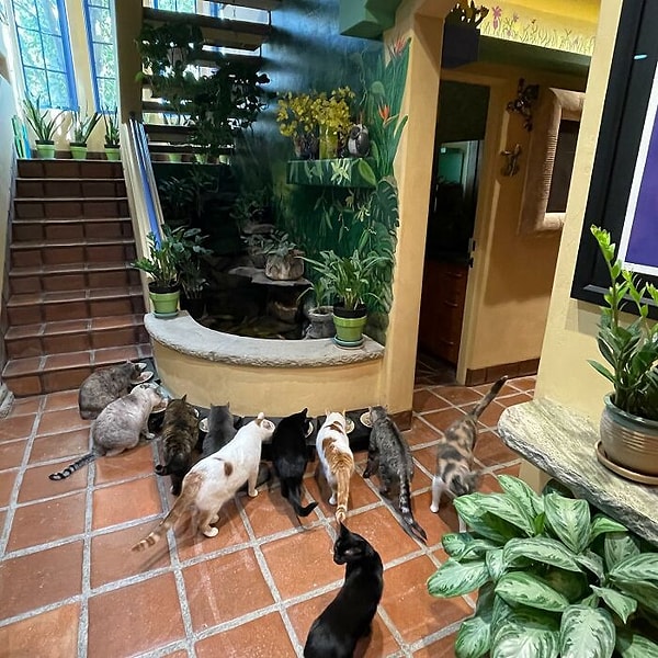 Здесь множество растений и мест для кормления, поэтому они чувствуют себя королями и королевами джунглей.