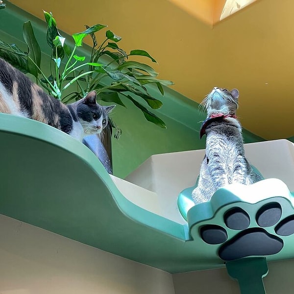 В доме много высоких мест, которые кошки просто обожают
