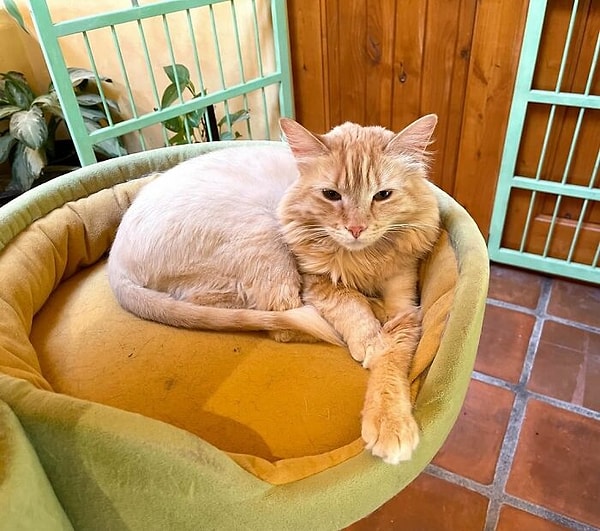 Всего с Питером живет более 20 спасенных домашних кошек