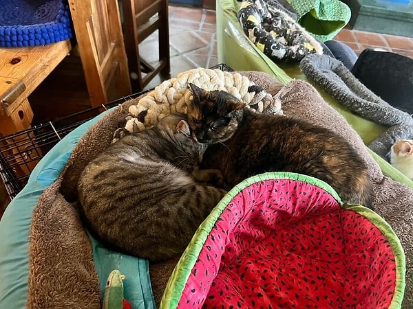 О кошках хорошо заботятся. У них даже есть свои подушки и одеяла