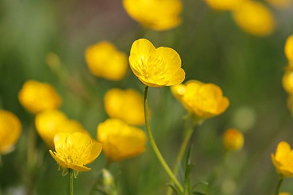 9. Düğün Çiçeği (Ranunculus Buttercup Flower)