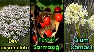 Aman Dikkat! Güzel Görünüşlerinin Altında Zehir Yatan Tehlikeli Bitkiler