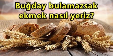 Dünyanın Ekmek Sepetinde Savaş Çıktı: Buğday Fiyatları Türkiye'yi Nasıl Etkiler?