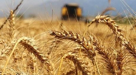 Son Dakika Tarım Bakanlığı Açıkladı: Rusya - Ukrayna Krizi Buğdayı Etkileyecek mi? Türkiye'de Buğday Durumu...