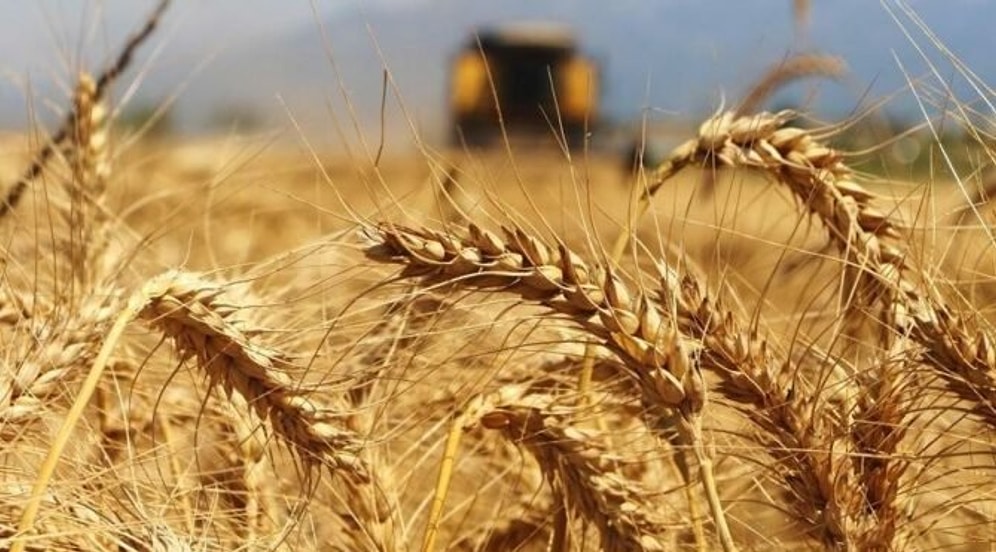 Son Dakika Tarım Bakanlığı Açıkladı: Rusya - Ukrayna Krizi Buğdayı Etkileyecek mi? Türkiye'de Buğday Durumu...