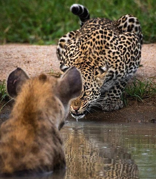 2. Bir sırtlana ürkütücü bakışlar atan leopar: