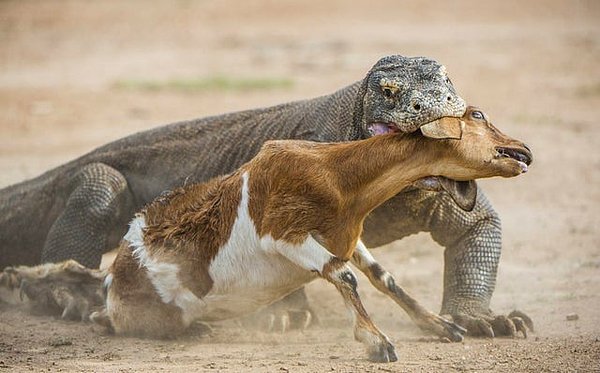 5. Komodo ejderleri, dünyadaki en büyük kertenkele türüdür. Bu hayvanlar 3 metre uzunluğa ve 70 kilogram ağırlığa kadar çıkabilirler. Saatte 12 mil yani 20 km/sa koşabilir, 15 ft yani 4.5 metre dalabilir, 10 ft yani 3 metreye kadar yeri kazabilir ve ağaçlara tırmanabilirler.