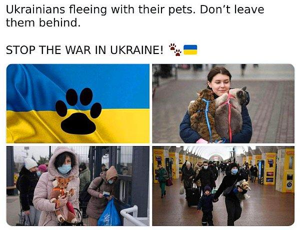 23. "Hayvanlarıyla beraber kaçan Ukraynalılar. Onları geride bırakmayın. Ukrayna'daki savaşı durdurun."