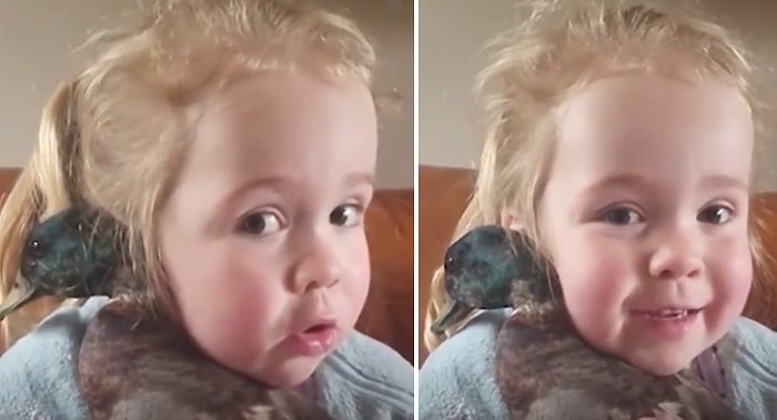 Ördeğin Kendisiyle Çizgi Film İzlemek İstediğini İddia Eden Ufaklığın Sevimlilik Patlaması Yaşadığı Anlar