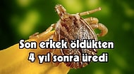 Yeni Araştırmada Doğu Afrika'ya Özgü Bir Kene Türünün 27 Yıl Boyunca Hayatta Kalabileceği Tespit Edildi!