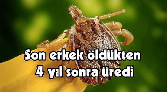 Yeni Araştırmada Doğu Afrika'ya Özgü Bir Kene Türünün 27 Yıl Boyunca Hayatta Kalabileceği Tespit Edildi!
