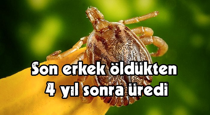 Yeni Araştırmada Doğu Afrika'ya Özgü Bir Kene Türünün 27 Yıl Boyunca Hayatta Kalabileceği Tespit Edildi!