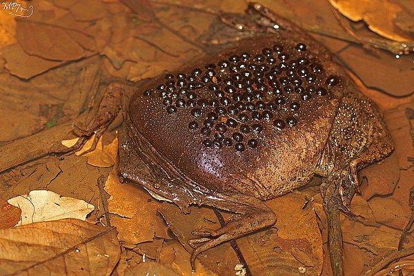 5. Surinam kurbağası
