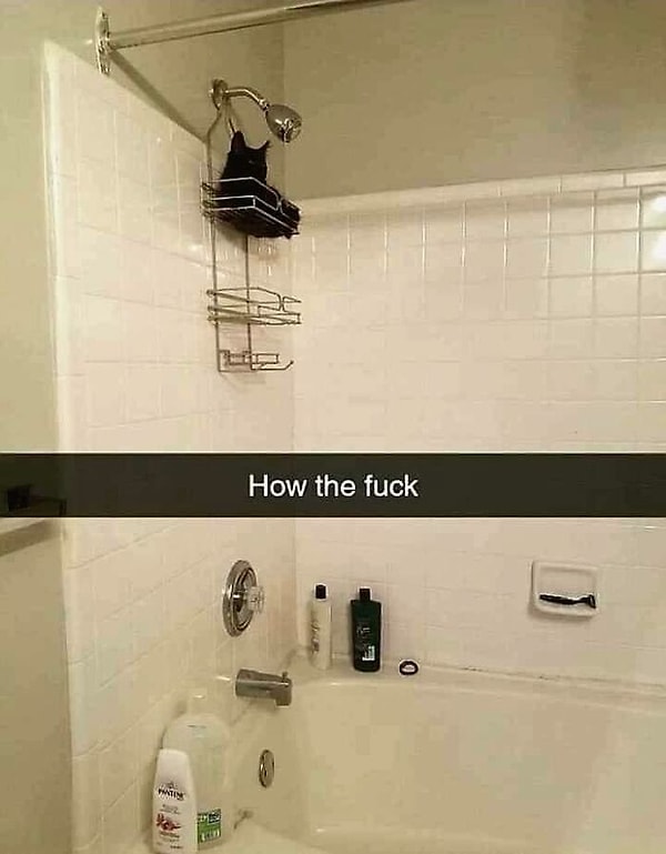 11. Как он туда вообще забрался?