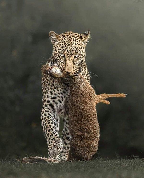 2. Avladığı ceylanı yuvasına götüren ürkütücü bir leopar: