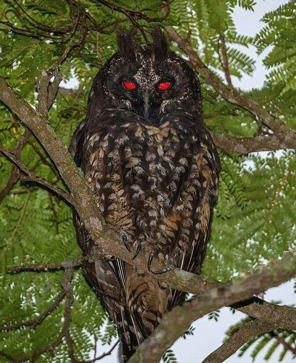 3. Kırmızı gözleriyle görenleri korkutmayı başaran bir baykuş: