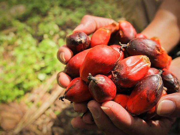 Palm yağı, palmiye ağacının etli meyvesinden elde edilir. Rafine edilmemiş hurma yağı, kırmızımsı-turuncu rengi nedeniyle bazen kırmızı hurma yağı olarak anılır. Palm yağının ana kaynağı, Batı ve Güneybatı Afrika'ya özgü olan Elaeis guineensis ağacıdır. Elaeis oleifera olarak bilinen benzer bir palmiye yağı Güney Amerika'da bulunur, ancak nadiren ticari olarak yetiştirilir. Bununla birlikte, palm yağı üretiminde bazen iki bitkinin bir melezi kullanılır.
