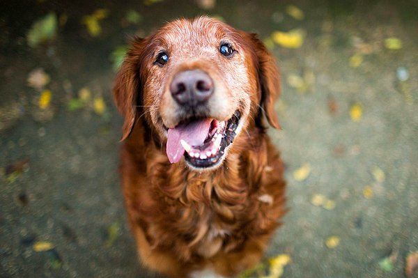 3. Uzun tüylü köpeğiniz varsa bu tarak tam ona göre!