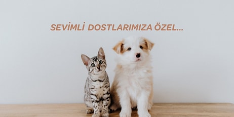 Patili Dostlarımız İçin En İyi Kedi Köpek Tarakları