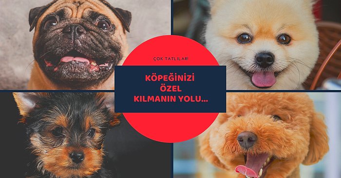 Değerli Hissettirin! Köpek Sahiplerinin Kullanmaktan Zevk Aldığı ve Memnun Kaldığı Ürünler