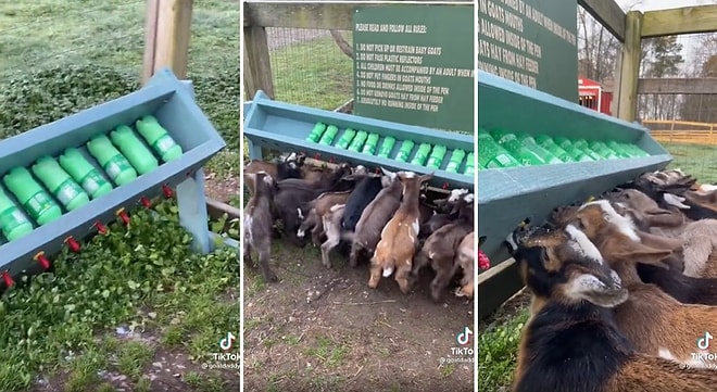 Pet Şişeden Süt İçerek Beslenen Oğlakların İzlerken Gözlerinizden Kalpler Fışkırtacak Anları