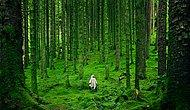 Bir Anda Sizi Issız Bir Ormanda Yürüyormuş Gibi Hissettirebilecek 12 Dinginleştirici Parça